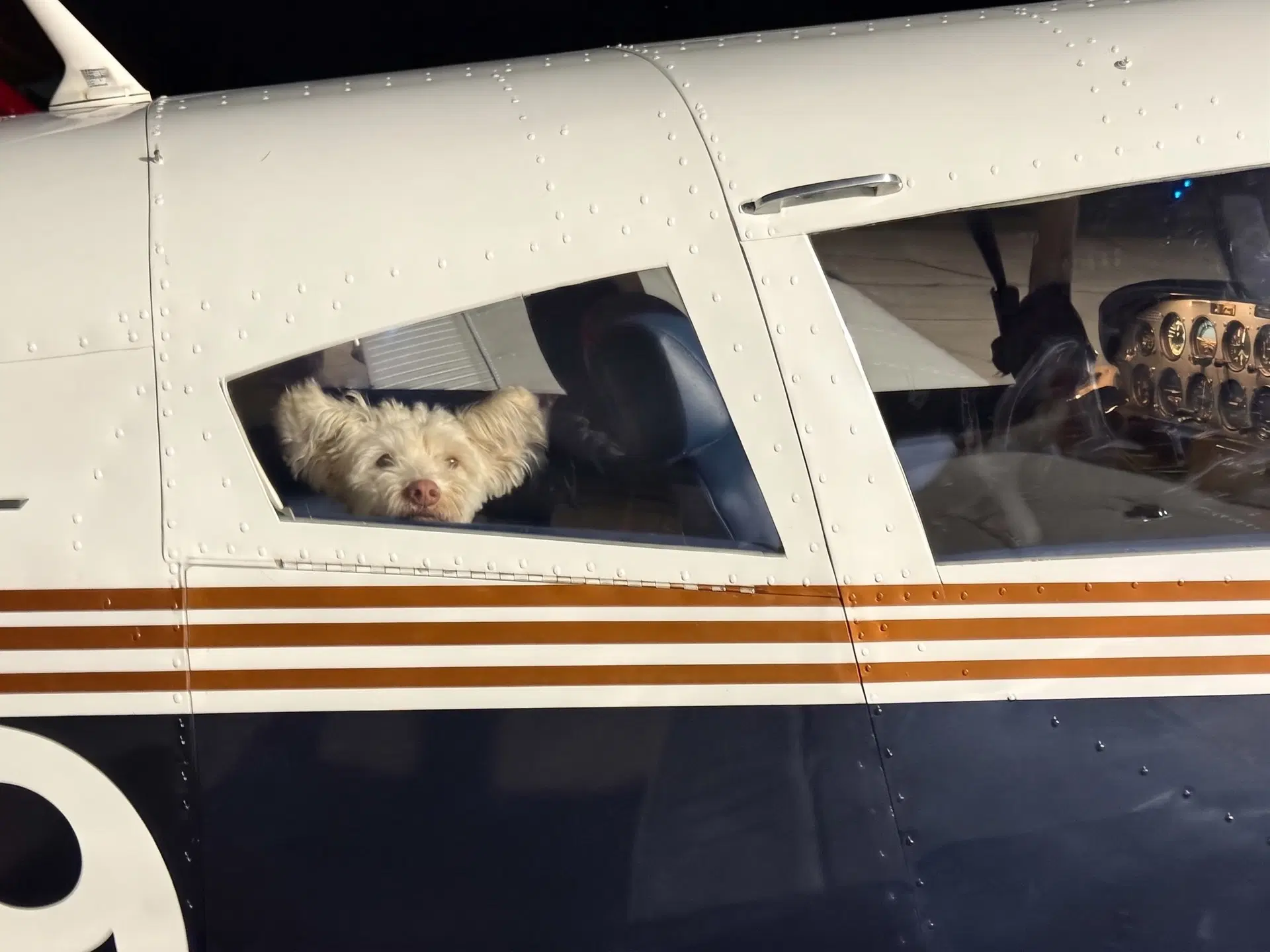 Tito - Poodle (Miniature)