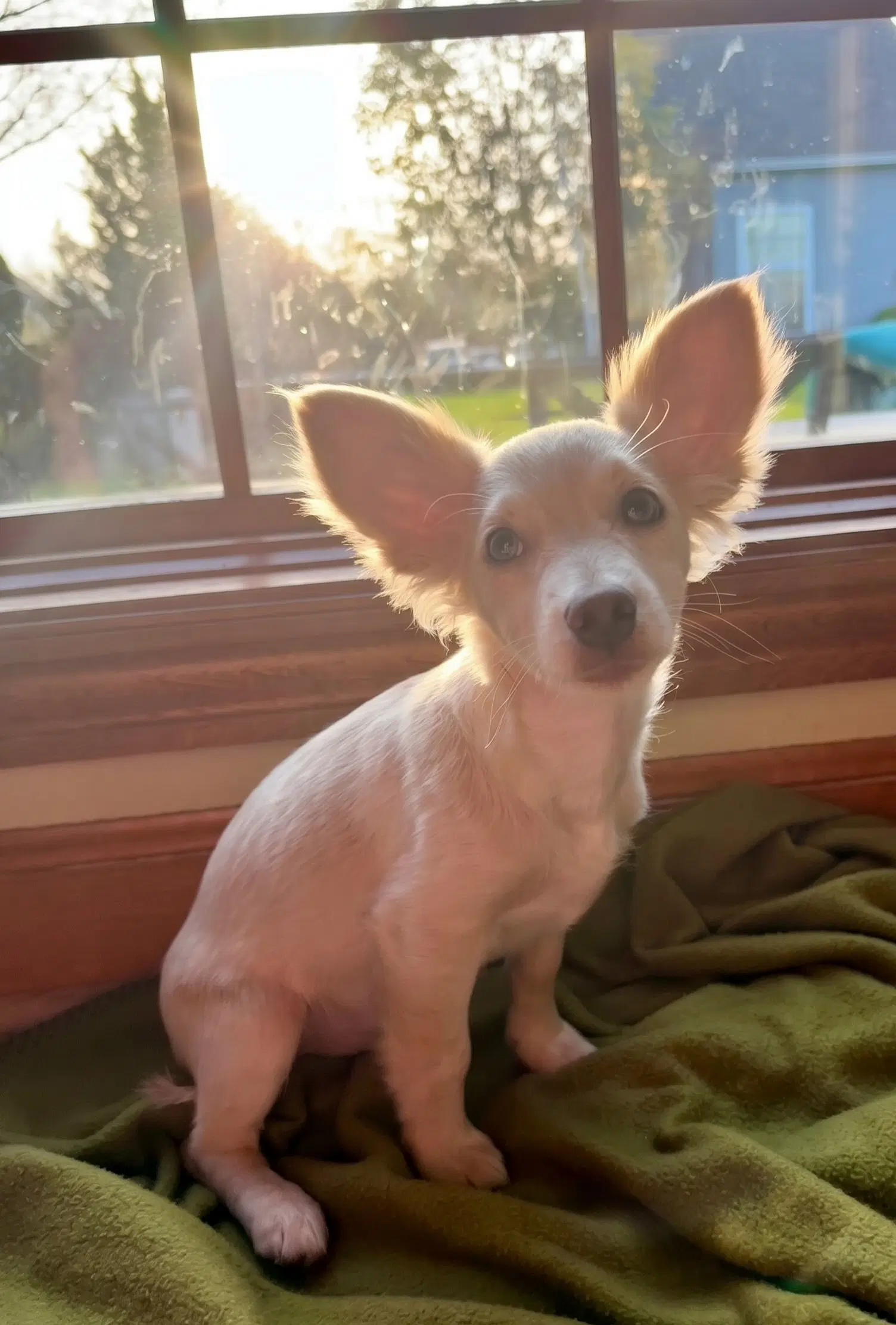 Tater Tot - Chihuahua