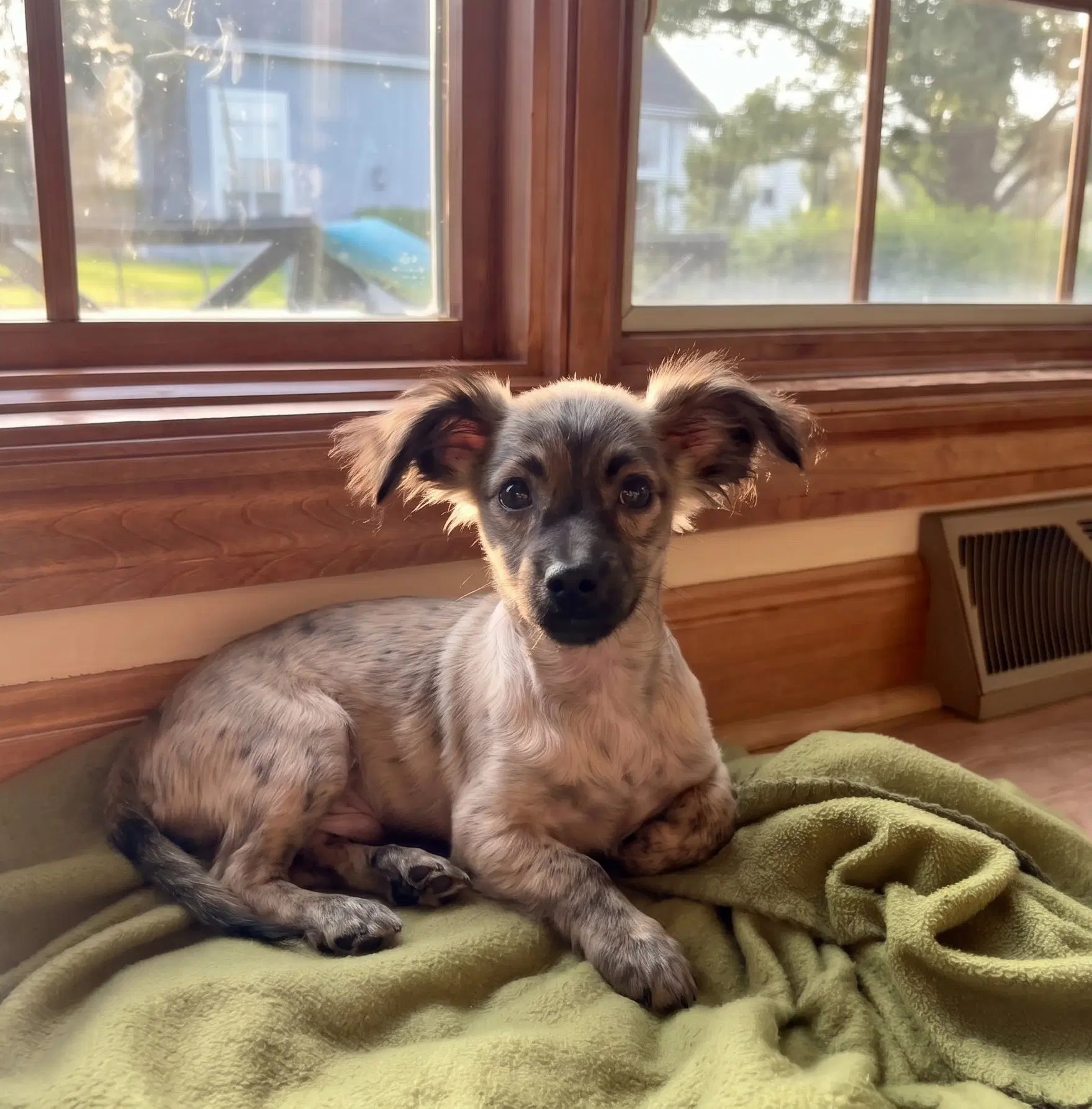 Spud - Chihuahua