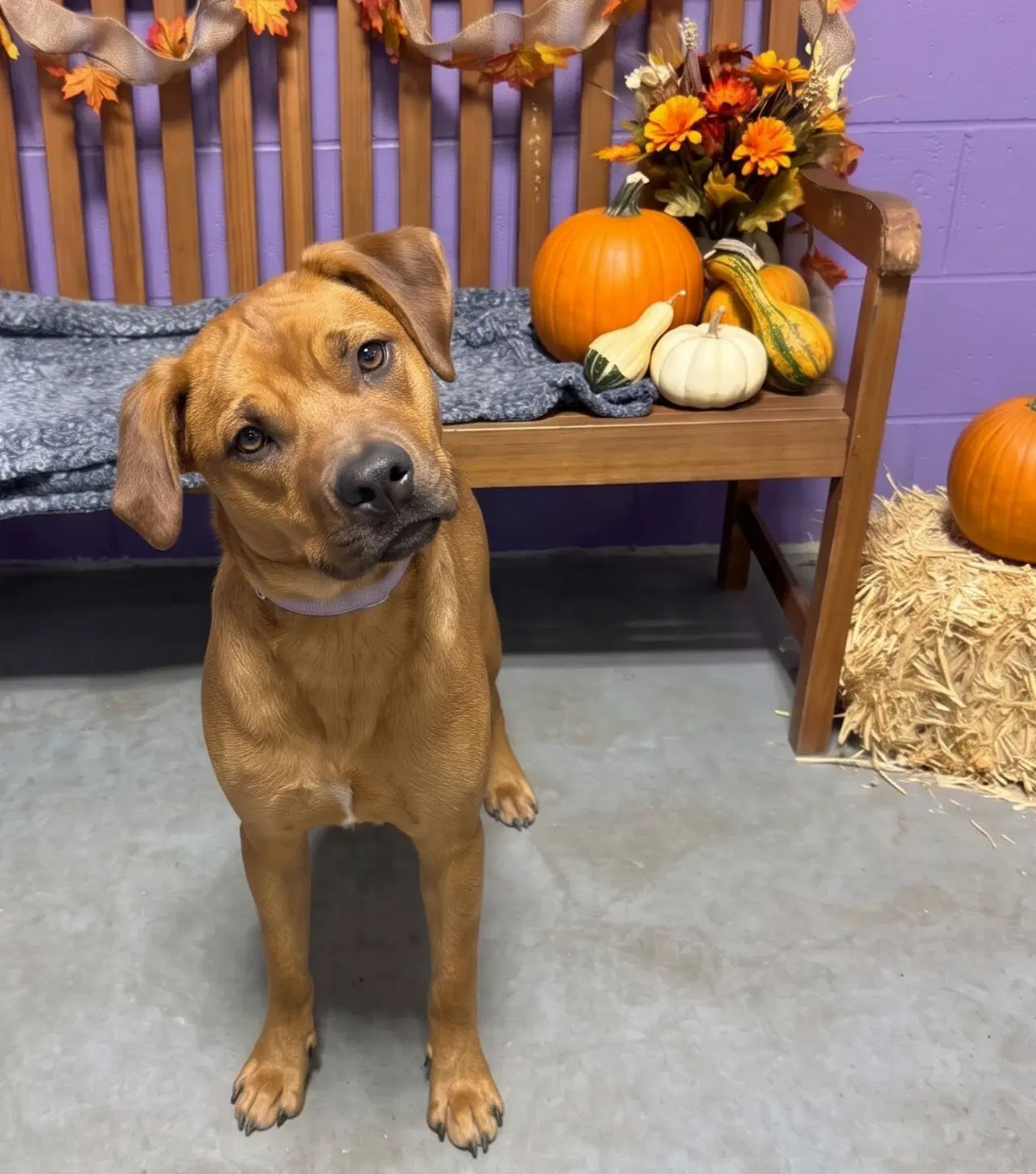 Jynx - Lab mix