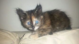 Monkey (Talulah)