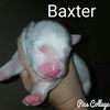 Baxter