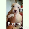 Baxter