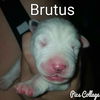 Brutus