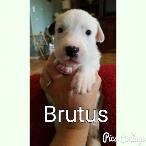 Brutus