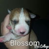 Blossom