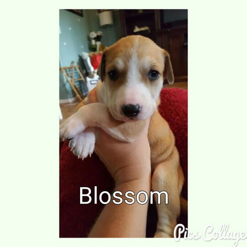 Blossom