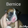 Bernice