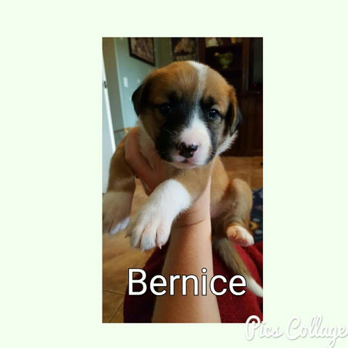 Bernice