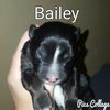 Bailey