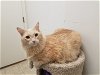 adoptable Cat in phoenix, AZ named Buster