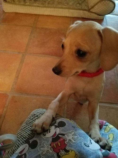 Carmen