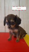 Chica