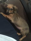 Chica