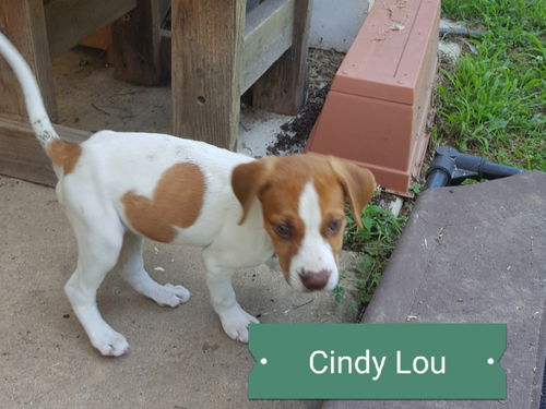 Cindy Lou