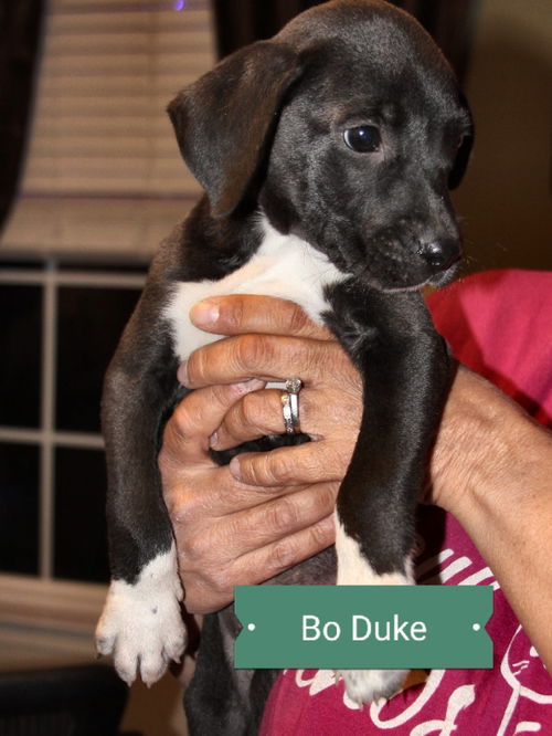 Bo Duke