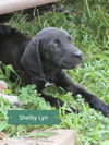 Luna (Shelby Lynn)