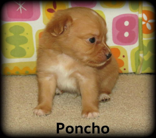 Poncho