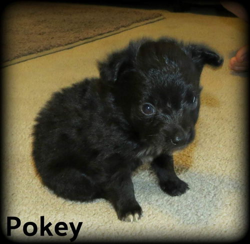 Pokey