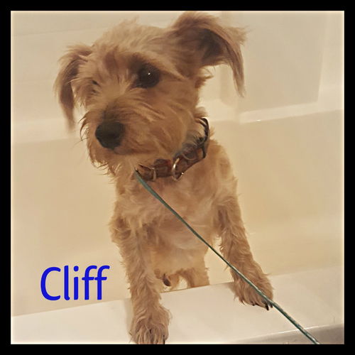 Cliff