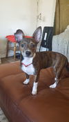 Roxy