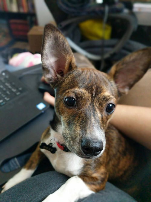 Roxy