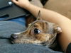 Roxy