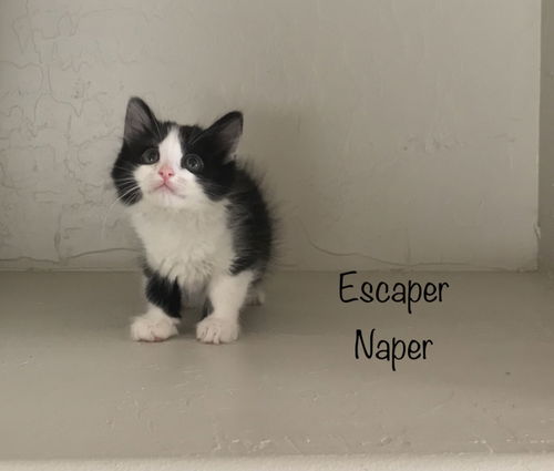 Escaper Naper