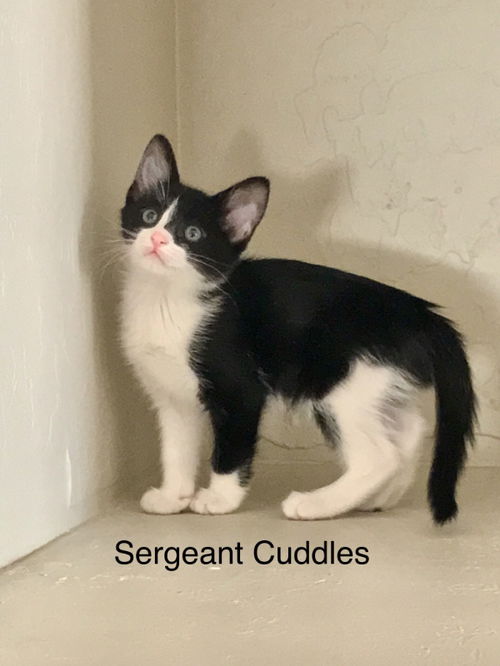 Sergeant Cuddles