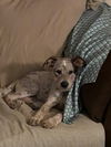 Skippy