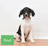 Boyd