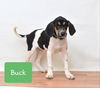 Buck