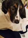 Bosco