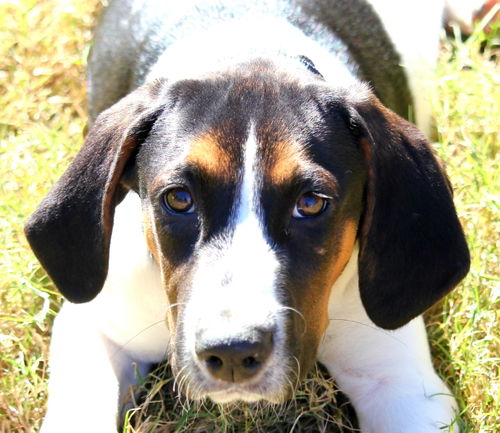 Bosco