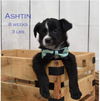 Ashtin