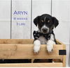 Aryn