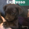 Expresso