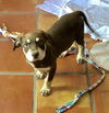 Chocco