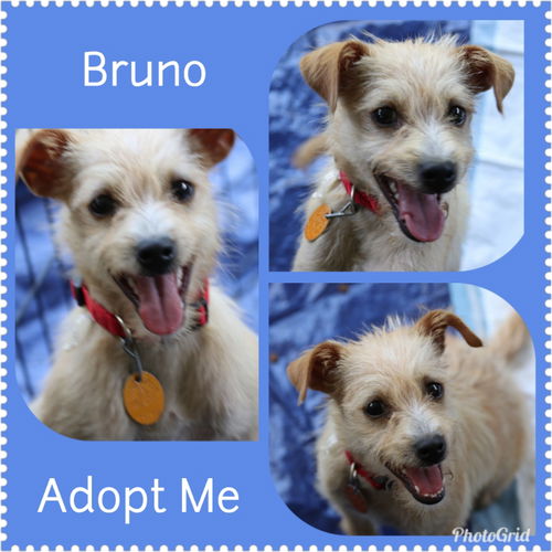 Bruno