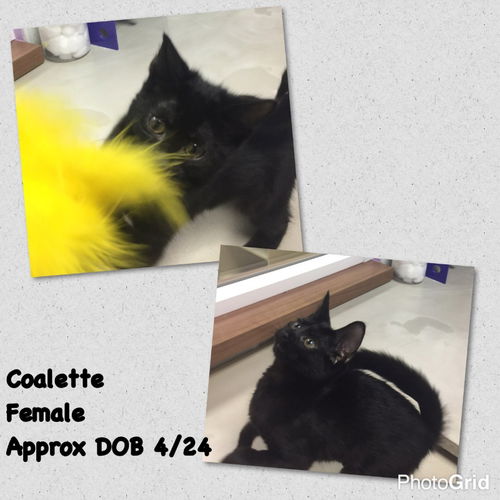Coalette