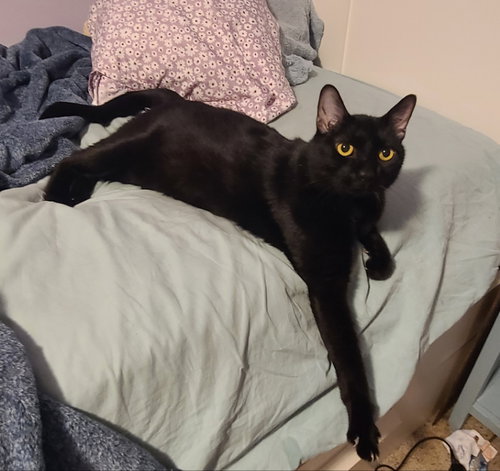 LEROY - Domestic Short Hair available for adoption