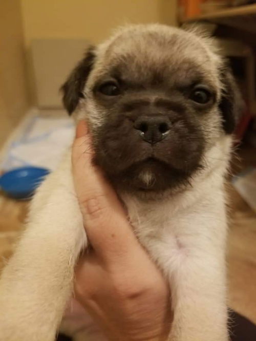 Skipper