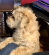 Buddy