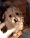 Buddy