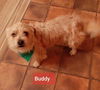 Buddy