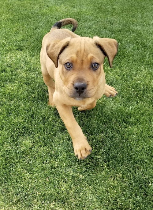 Copper