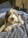 Charly