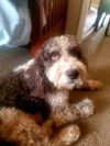 Charly