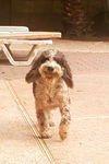 Charly