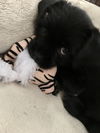 Minnie